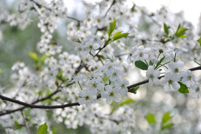 Обои картинки фото цветы, сакура,  вишня, цветение, дерево, вишня, весна