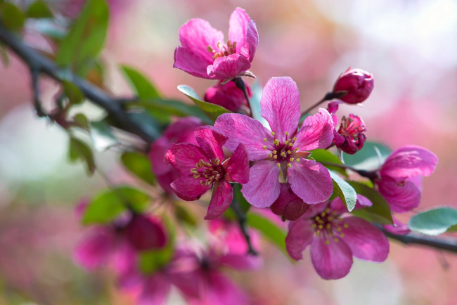 Обои картинки фото цветы, цветущие деревья ,  кустарники, макро, розовый, ветка, яблоня