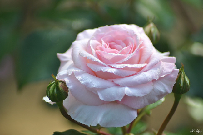 Обои картинки фото цветы, розы, нежность, розовый, макро, бутоны, роза