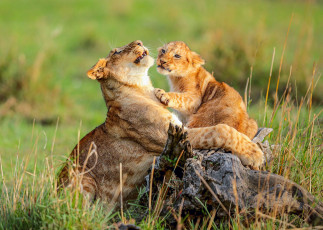 Картинка животные львы львенок мама львица трава африка дикая кошка котёнок