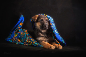 Картинка животные собаки немецкая овчарка щенок платок