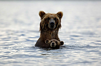 Картинка животные медведи бурый хищник купание вода медвежонок медведь