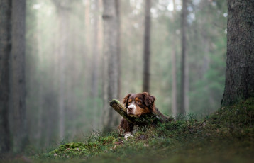 Картинка животные собаки взгляд собака лес