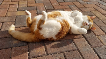 Картинка животные коты кошка сон лапки релакс расслабон спящая тротуар