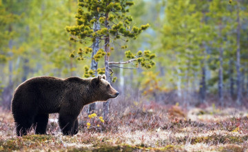 Картинка животные медведи поляна медведь бурый лес
