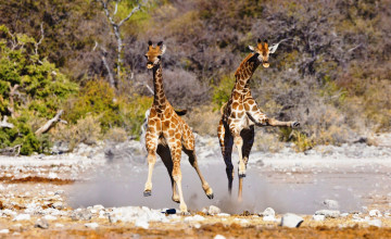 обоя животные, жирафы, детеныши, африка, игра
