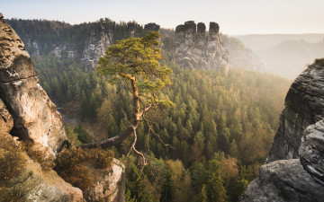 Картинка природа горы лес