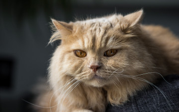 Картинка животные коты кот кошка взгляд мордочка британская длинношёрстная