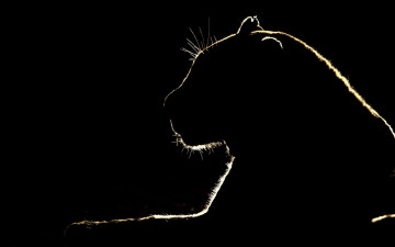 Картинка животные леопарды хищник силуэт зверь леопард