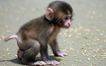 Картинка животные обезьяны обезьяна детеныш мартышка орехи