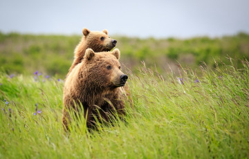 Картинка животные медведи природа лето
