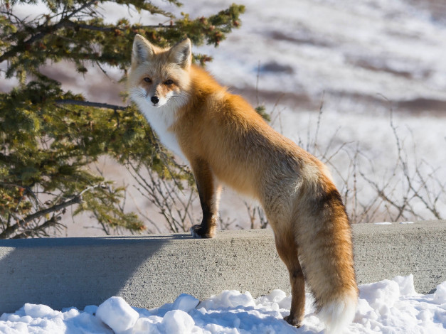 Обои картинки фото животные, лисы, взгляд, лиса, рыжая, зима