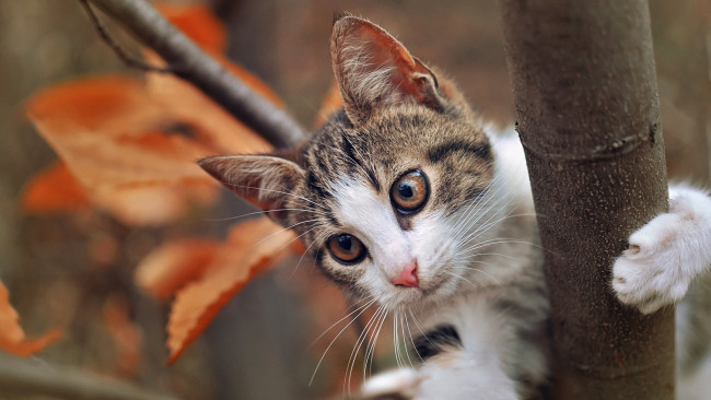 Обои картинки фото кот на дереве, животные, коты, дерево, листья, осень, кот, животное