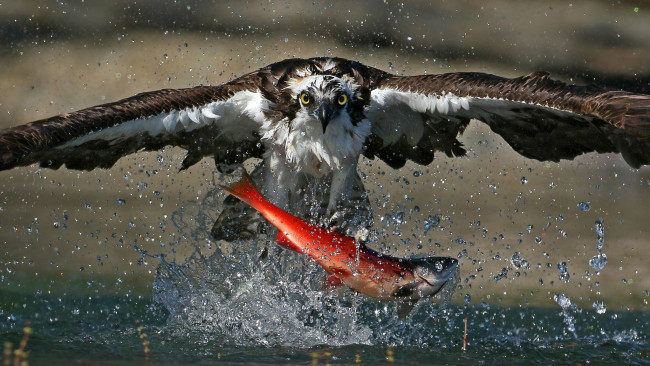 Обои картинки фото животные, птицы - хищники, лосось, орел