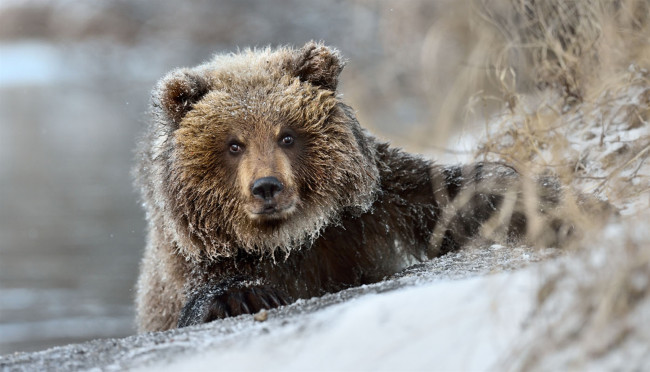 Обои картинки фото животные, медведи, снег, хищник, зима, медведь, бурый