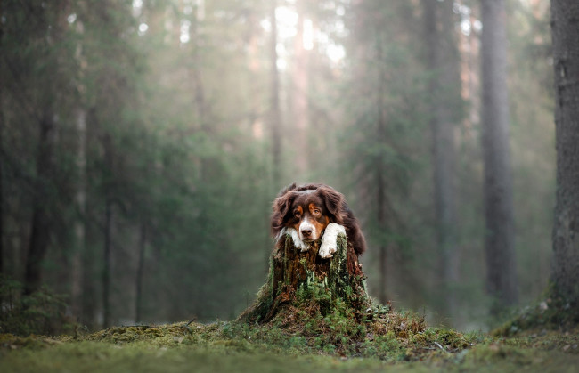 Обои картинки фото животные, собаки, лес, собака, взгляд