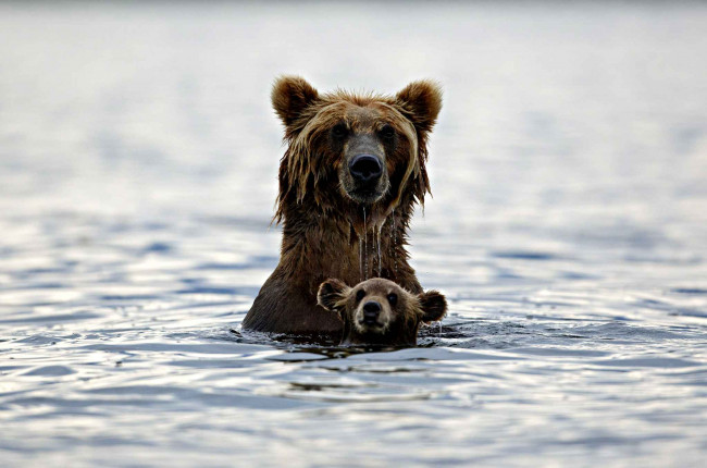 Обои картинки фото животные, медведи, бурый, хищник, купание, вода, медвежонок, медведь