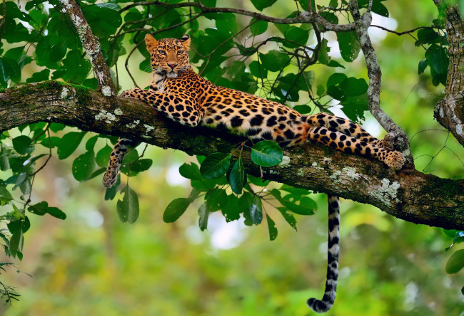 Обои картинки фото животные, леопарды, боке, ветка, леопард, джунгли, отдых, листва