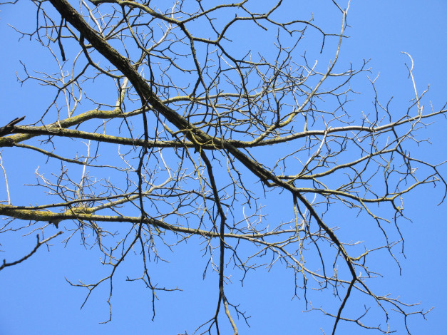 Обои картинки фото природа, деревья, апрель, весна, 2018