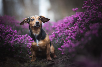 Картинка животные собаки щенок собака цветы природа