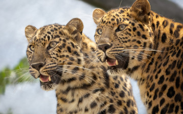 Картинка животные леопарды дикие кошки парочка морды двойняшки