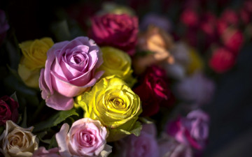 Картинка цветы розы разноцветные бутоны