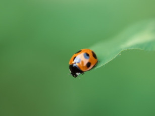Картинка ladybug животные божьи коровки