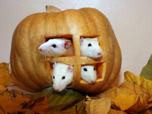 Картинка животные крысы мыши тыква четверо