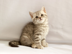 Картинка животные коты британец котёнок