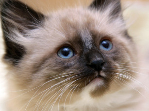 Картинка животные коты cat сиамский котенок голубоглазый