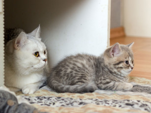 Картинка животные коты кошка с котёнком британцы