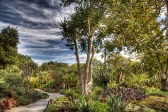 Картинка природа парк california huntington botanical san marino usa