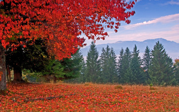 Картинка природа деревья осень ели листья горы