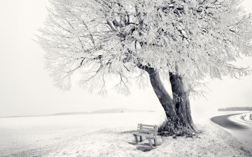 обоя природа, зима, дерево, иней, скамейка