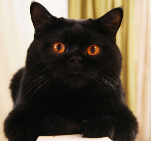 Обои картинки фото животные, коты, британец, чёрный, кот