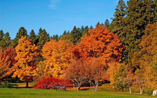 Обои картинки фото природа, деревья, красота, в, золоте, осень