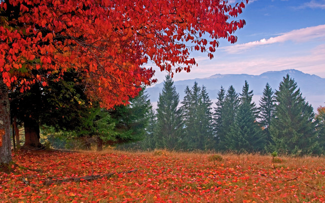 Обои картинки фото природа, деревья, осень, ели, листья, горы
