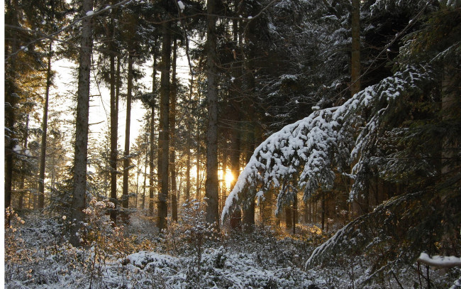 Обои картинки фото природа, лес, хвоя, снег, зима, лучи, свет, закат, стволы, деревья, ветки