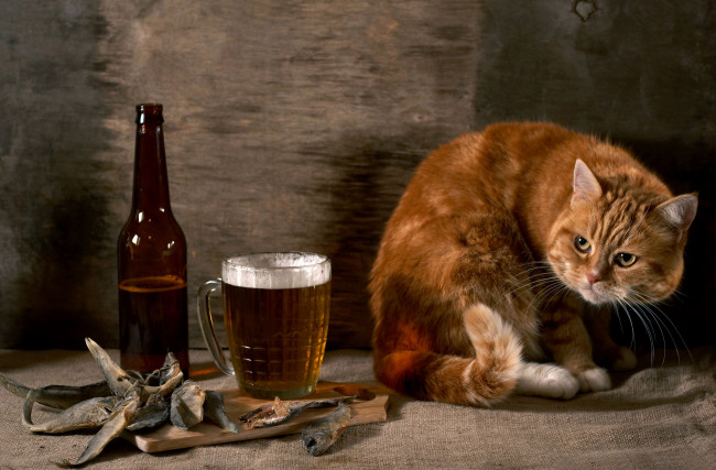 Обои картинки фото животные, коты, балык, натюрморт, пиво, рыжий, кот