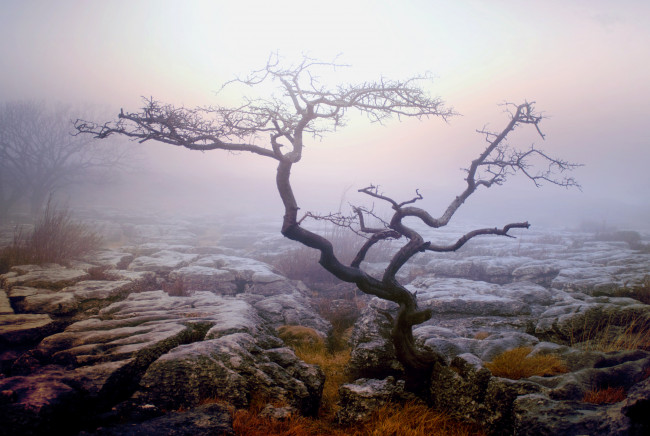 Обои картинки фото природа, деревья, дерево, туман, осень