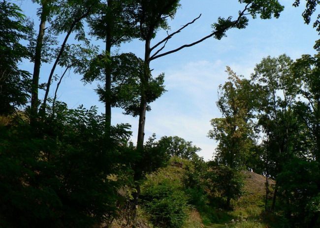 Обои картинки фото природа, деревья, небо, лето