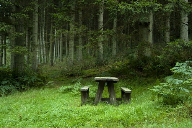 Обои картинки фото природа, лес, поляна, пейзаж, столик, лавочки