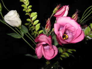 обоя цветы, эустома, розовые