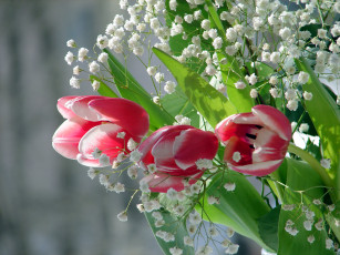 Картинка цветы разные+вместе тюльпаны гипсофила