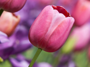 Картинка цветы тюльпаны тюльпан бутон макро