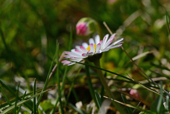 Картинка цветы маргаритки трава макро лепестки