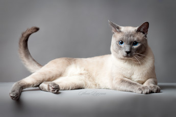 Картинка животные коты тайская кошка глаза серый фон