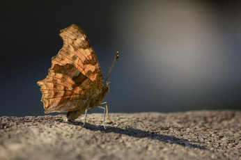 Картинка животные бабочки бабочка усики крылья