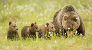 Картинка животные медведи малыши мама семья