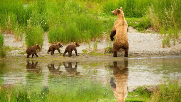Картинка животные медведи прогулка семья трава